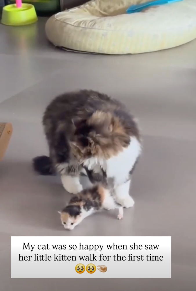 My cat was so happy when she saw her little kitten walk for the first time