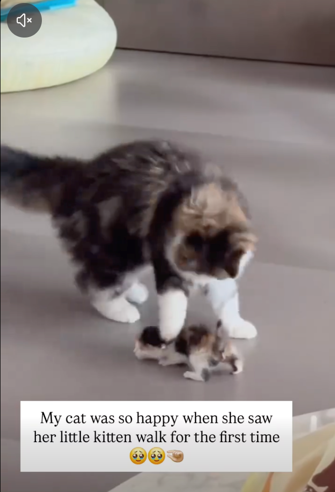 My cat was so happy when she saw her little kitten walk for the first time