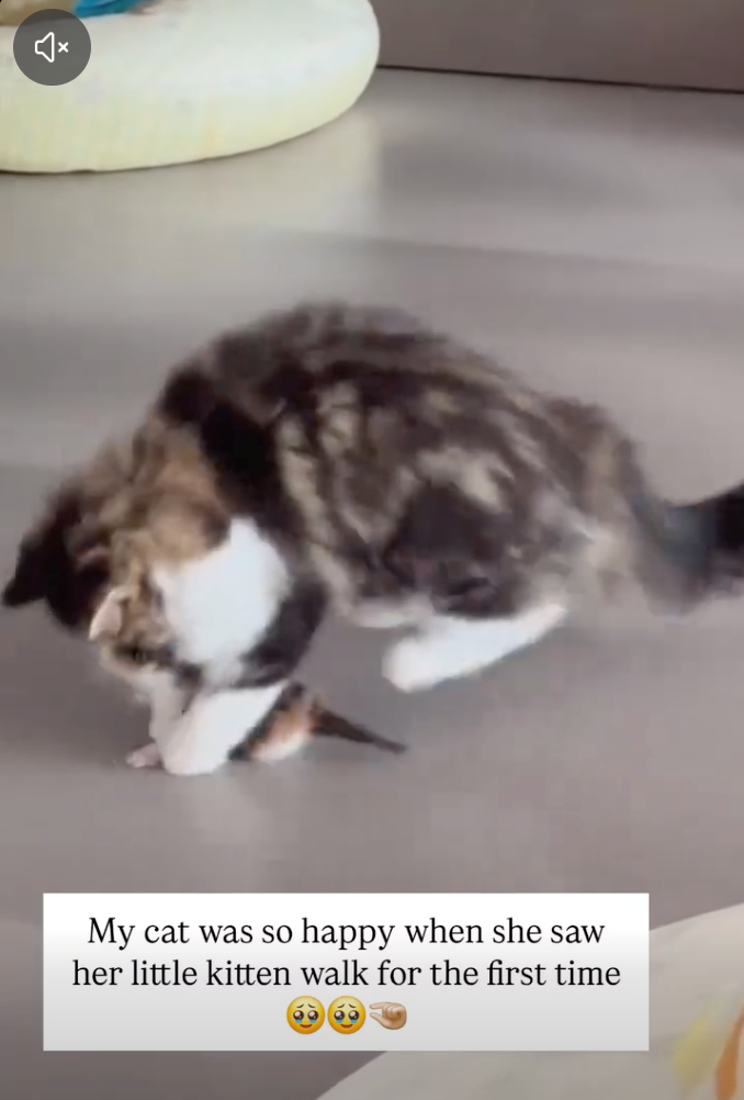 My cat was so happy when she saw her little kitten walk for the first time