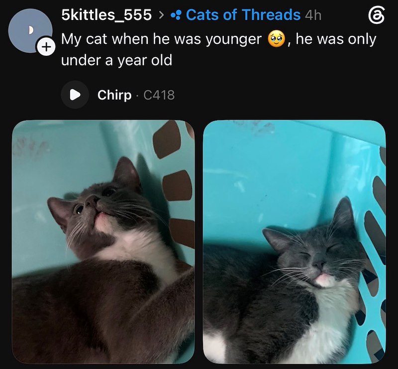 + 5kittles_555 > • Cats of Threads 4h My cat when he was younger, he was only under a year old Chirp - C418
