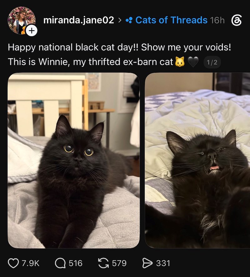 + miranda.jane02 > • Cats of Threads 16h Happy national black cat day!! Show me your voids! This is Winnie, my thrifted ex-barn cat 1/2 7.9K Q 516 579 > 331