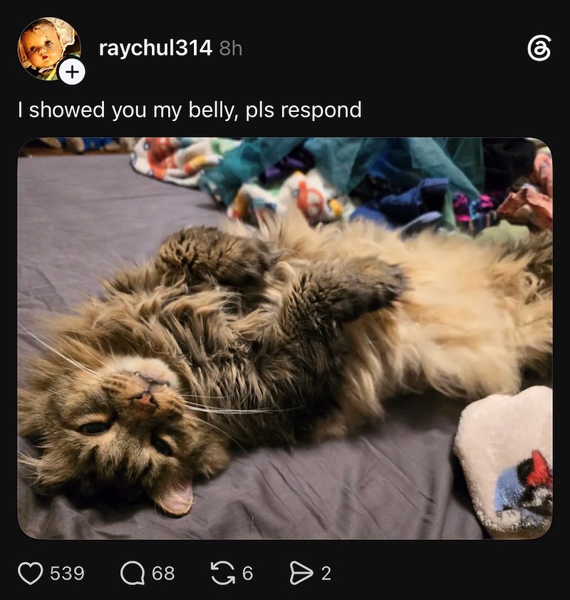 + raychul314 8h I showed you my belly, pls respond 539 ☐ 68 G6 > 2