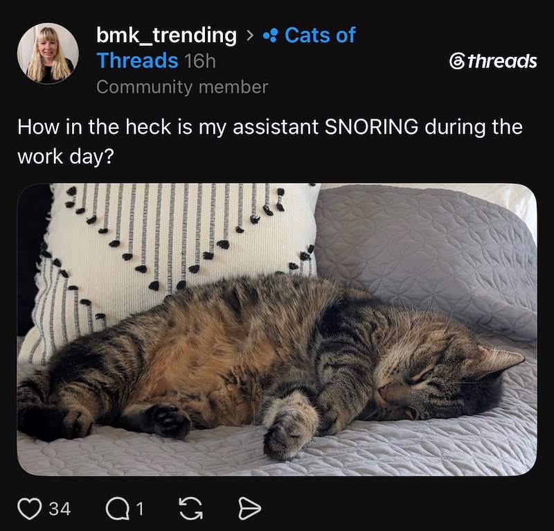bmk_trending > • Cats of Threads 16h Community member 6threads How in the heck is my assistant SNORING during the work day? 34 Q1 G B
