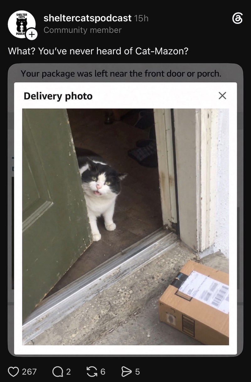 கு SHELTER CATS PODCAS sheltercatspodcast 15h Community member What? You've never heard of Cat-Mazon? Your package was left near the front door or porch. Delivery photo 267 Q 2 G6 > LO