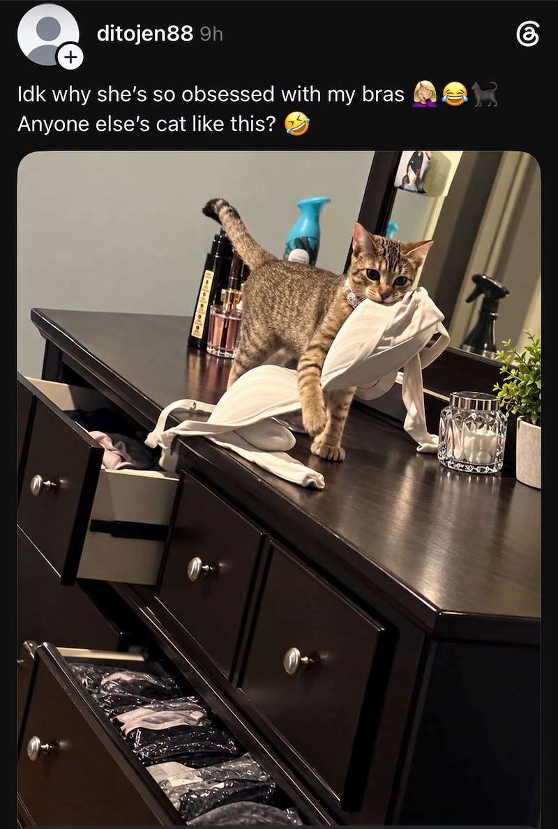 ditojen88 9h + Idk why she's so obsessed with my bras Anyone else's cat like this?