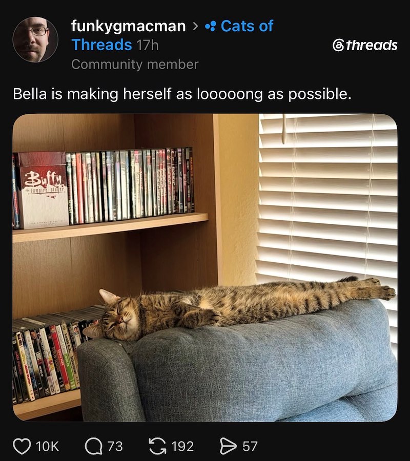 funkygmacman > • Cats of Threads 17h Community member 6threads Bella is making herself as looooong as possible. Buffy dampire Slater 10K Q 73 192 > 57