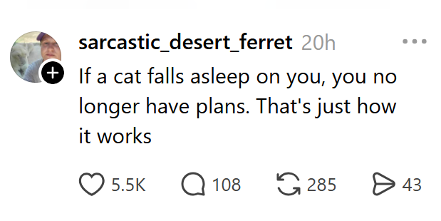 sarcastic_desert_ferret 20h + If a cat falls asleep on you, you no longer have plans. That's just how it works 5.5K Q 108 285 > 43