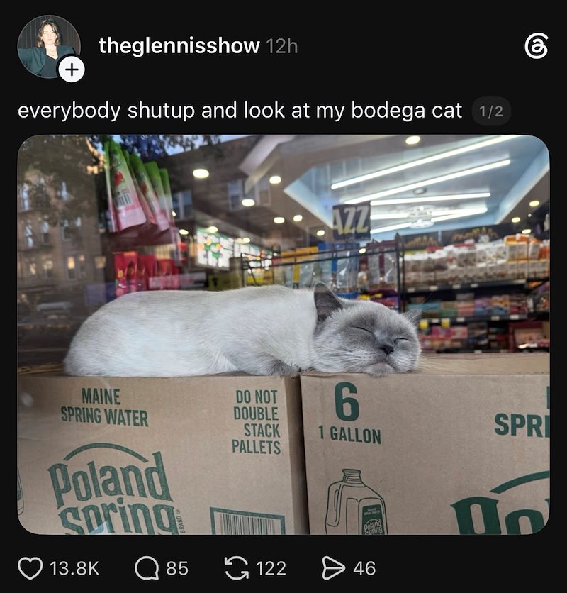 + theglennisshow 12h everybody shutup and look at my bodega cat 1/2 MAINE SPRING WATER Poland Spring DO NOT DOUBLE STACK PALLETS AZZ 6 SPRI 1 GALLON Dolang ring 13.8K 85 122 > 46 Do