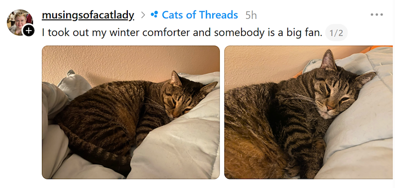 musingsofacatlady. > •Cats of Threads 5h + I took out my winter comforter and somebody is a big fan. 1/2 ... :