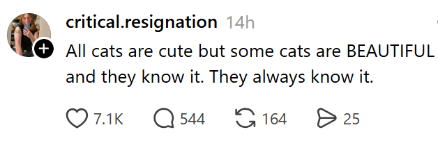 critical.resignation 14h (+ All cats are cute but some cats are BEAUTIFUL and they know it. They always know it. 7.1K Q544 164 > 25