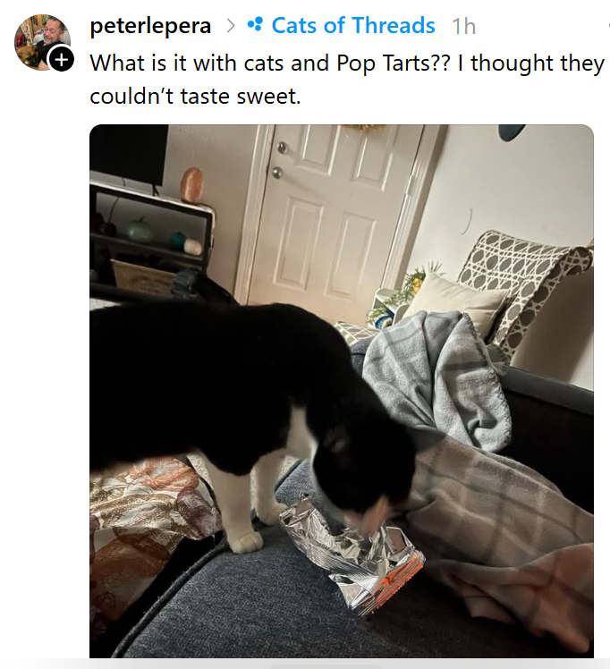 peterlepera > •: Cats of Threads 1h What is it with cats and Pop Tarts?? I thought they couldn't taste sweet.