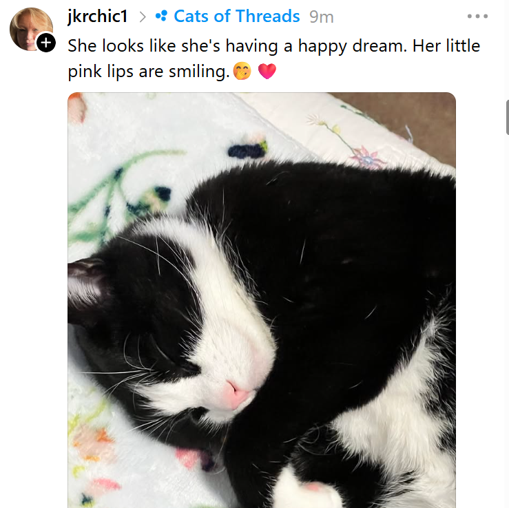jkrchic1 > Cats of Threads 9m (+ She looks like she's having a happy dream. Her little pink lips are smiling.