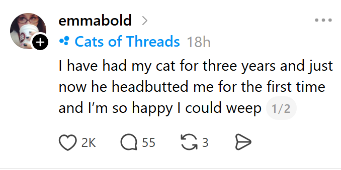 + emmabold > • Cats of Threads 18h I have had my cat for three years and just now he headbutted me for the first time and I'm so happy I could weep 1/2 2K Q 55 3 Ө