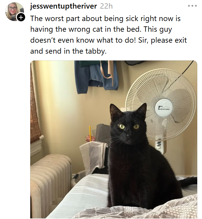 jesswentuptheriver 22h + The worst part about being sick right now is having the wrong cat in the bed. This guy doesn't even know what to do! Sir, please exit and send in the tabby. XFORD