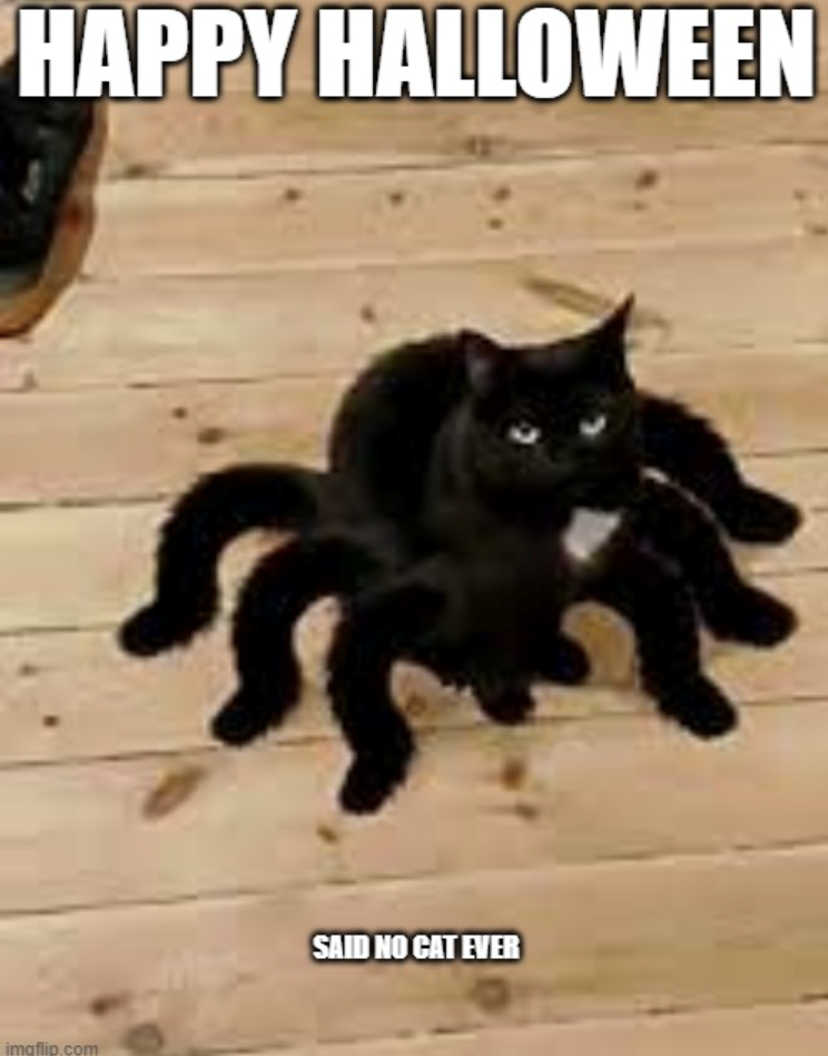 HAPPY HALLOWEEN imgflip.com SAID NO CAT EVER
