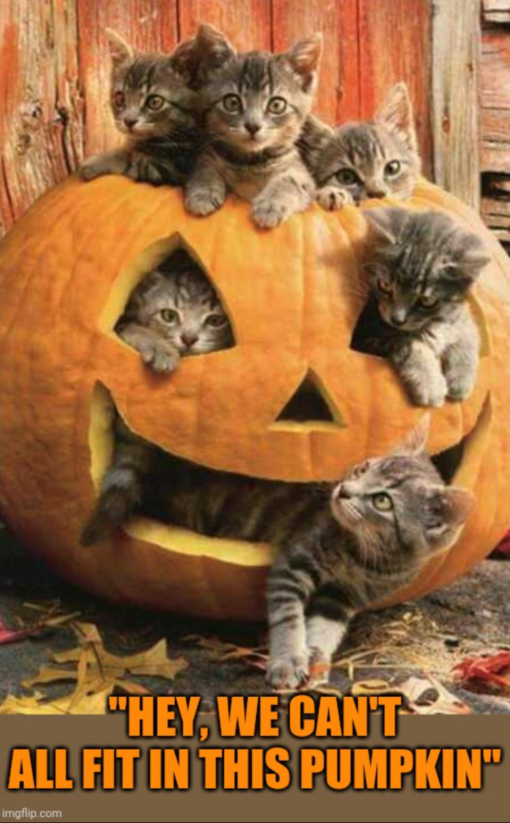 "HEY, WE CAN'T ALL FIT IN THIS PUMPKIN" imgflip.com