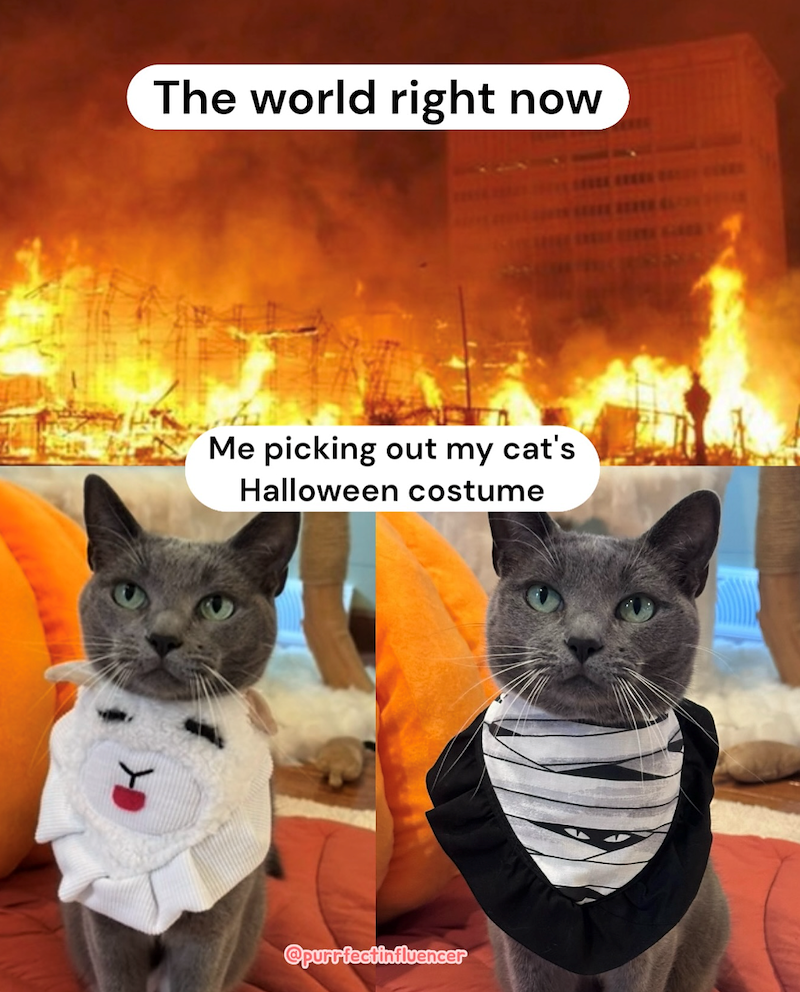 The world right now Me picking out my cat's Halloween costume @purrfectinfluencer
