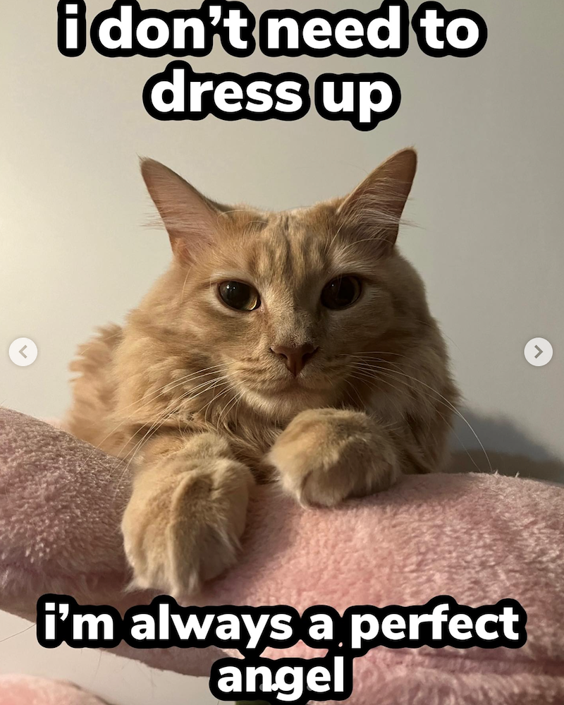 i don't need to dress up I'm always a perfect angel