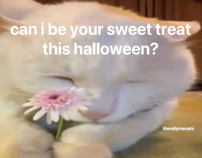 can i be your sweet treat this halloween? literallymecats