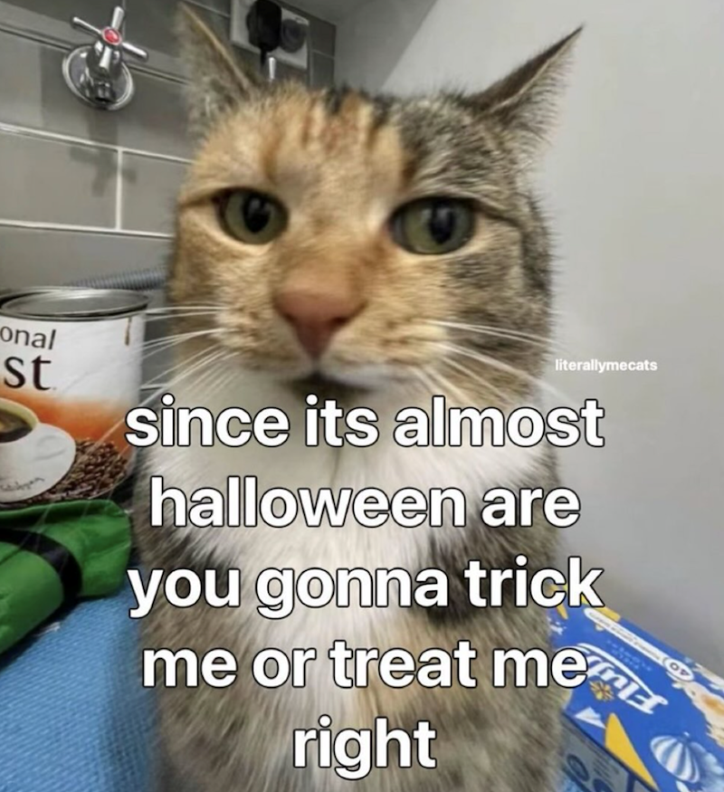 onal st literallymecats since its almost halloween are you gonna trick me or treat me right