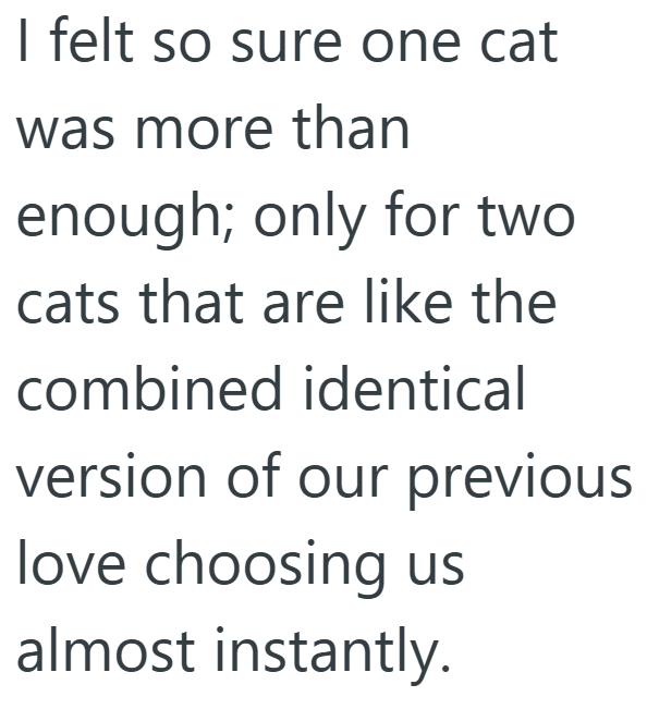 I felt so sure one cat was more than enough; only for two cats that are like the combined identical version of our previous love choosing us almost instantly.