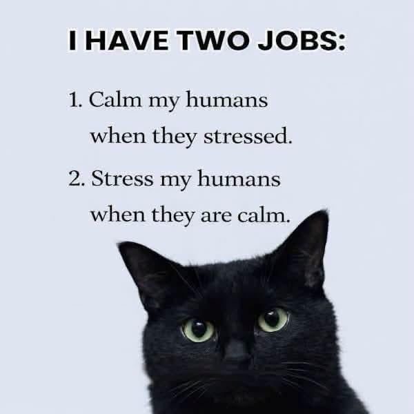 I HAVE TWO JOBS: 1. Calm my humans when they stressed. 2. Stress my humans when they are calm.