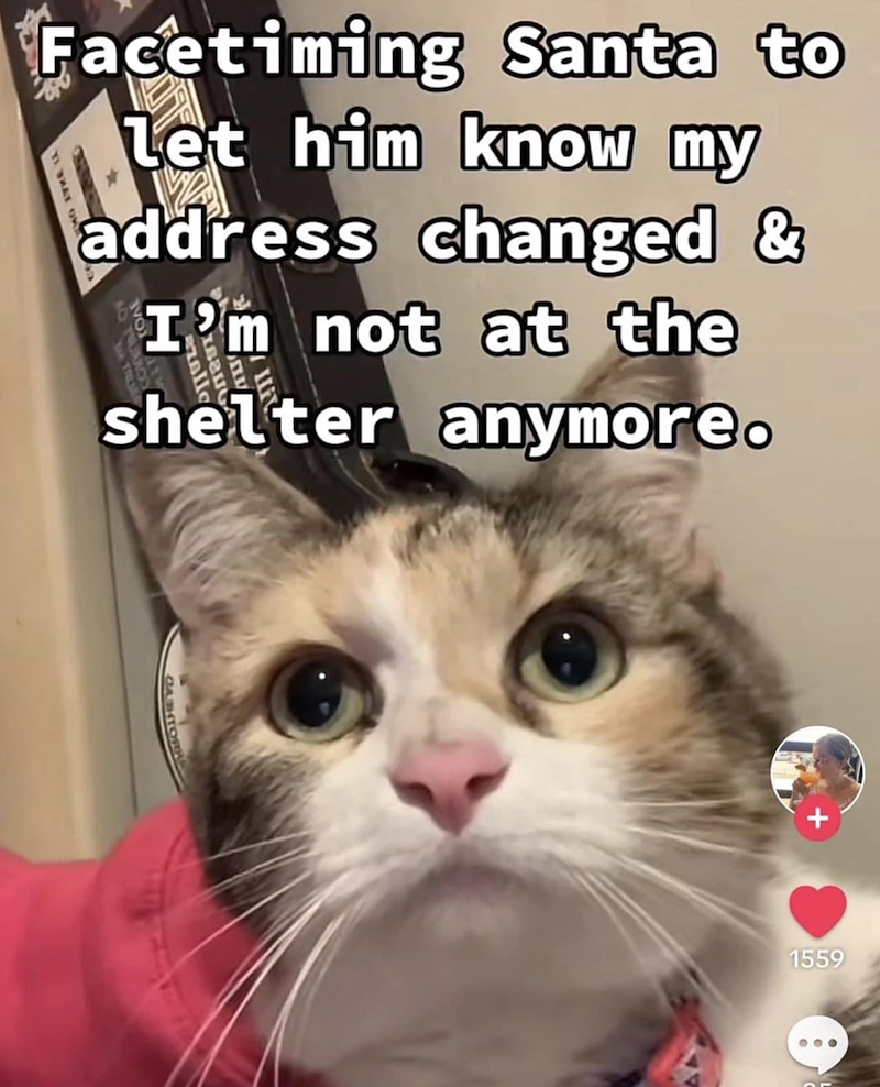 Facetiming Santa to Let him know my address changed & I'm not at the shelter anymore. CAHTO 1559