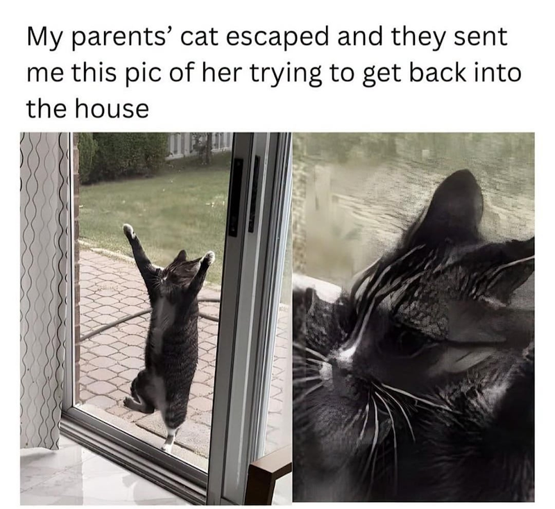 My parents' cat escaped and they sent me this pic of her trying to get back into the house