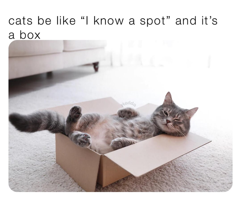 cats be like "I know a spot" and it's a box Hedda
