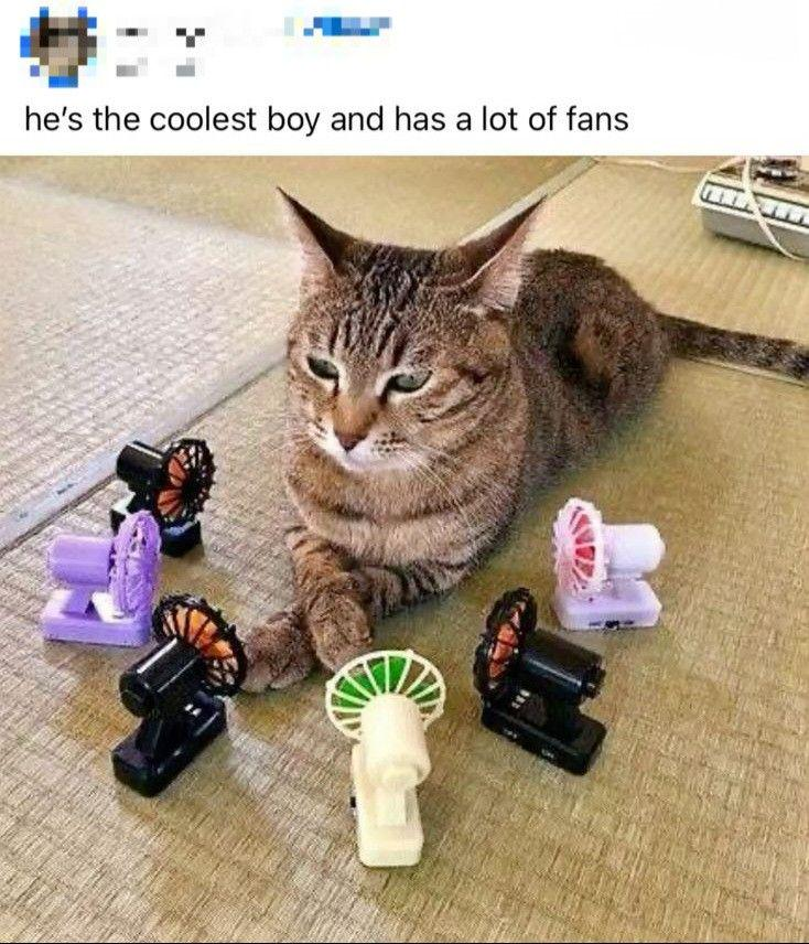 *: he's the coolest boy and has a lot of fans