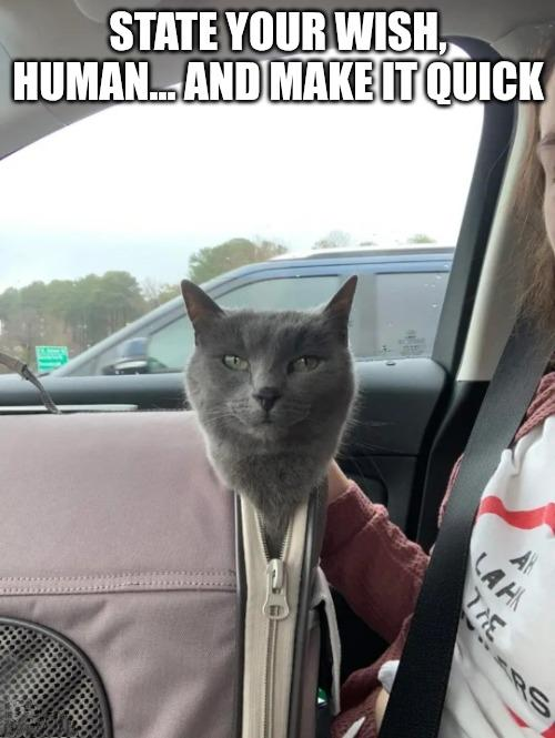 STATE YOUR WISH., HUMAN... AND MAKE IT QUICK LAH THE RS