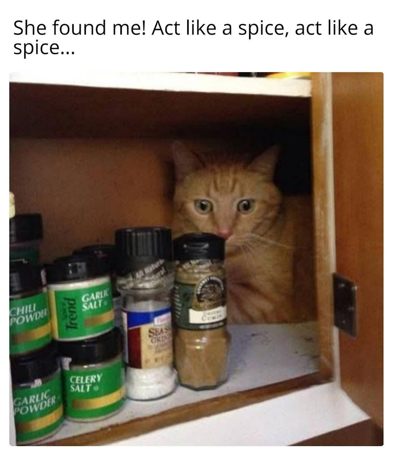 CHILL POWDER Trend CELERY GARLIC POWDER SALT She found me! Act like a spice, act like a spice... GARLIC SALT SEAS GRIN
