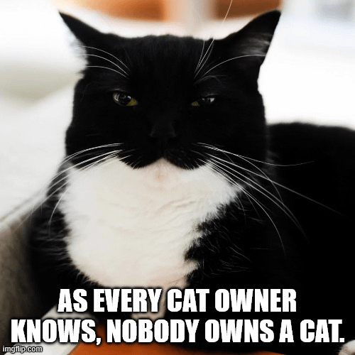 AS EVERY CAT OWNER KNOWS, NOBODY OWNS A CAT. imgflip.com