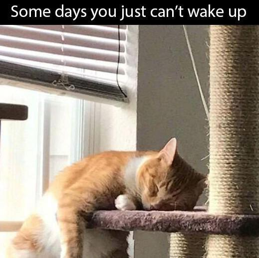Some days you just can't wake up