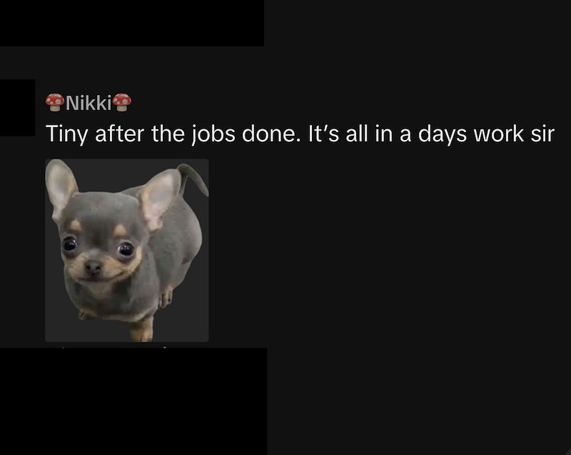 Nikki Tiny after the jobs done. It's all in a days work sir