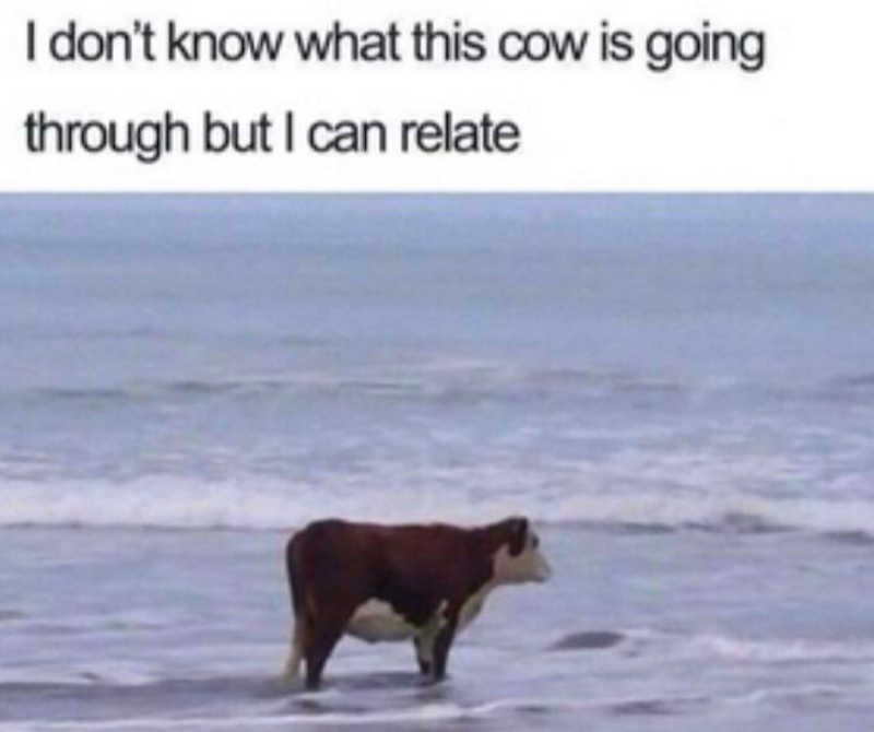 I don't know what this cow is going through but I can relate