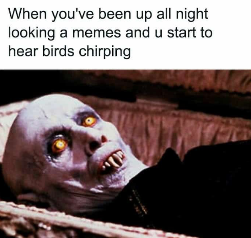 When you've been up all night looking a memes and u start to hear birds chirping תי