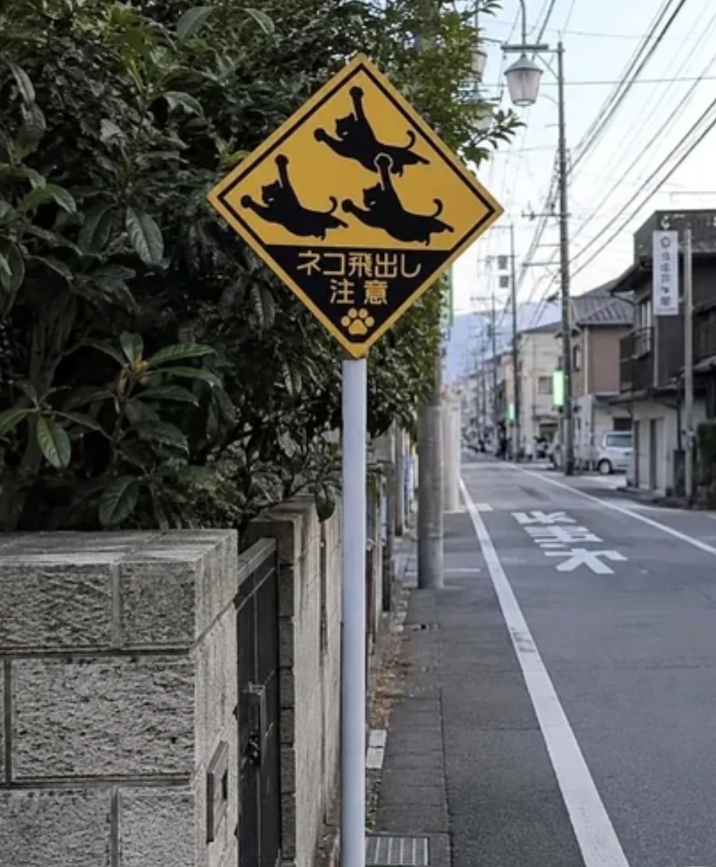 ネコ飛出し 注意
