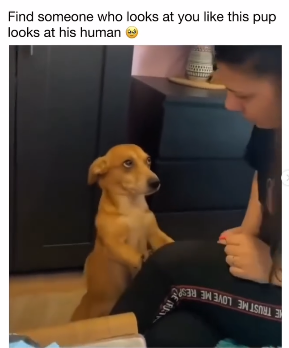 Find someone who looks at you like this pup looks at his human ④D