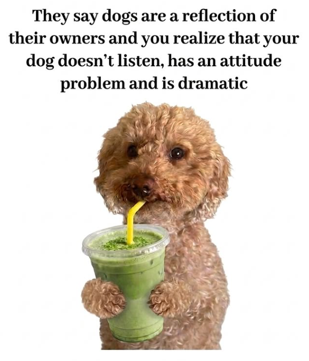 They say dogs are a reflection of their owners and you realize that your dog doesn't listen, has an attitude problem and is dramatic