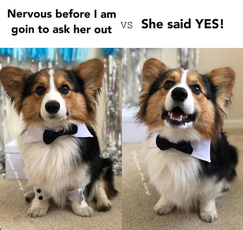 Nervous before I am vs She said YES! goin to ask her out @lychee_the_corgi @lychee_the_corgi