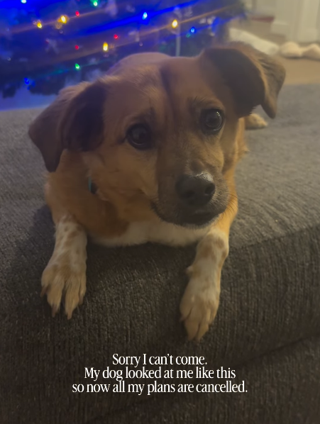 Sorry I can't come. My dog looked at me like this so now all my plans are cancelled.