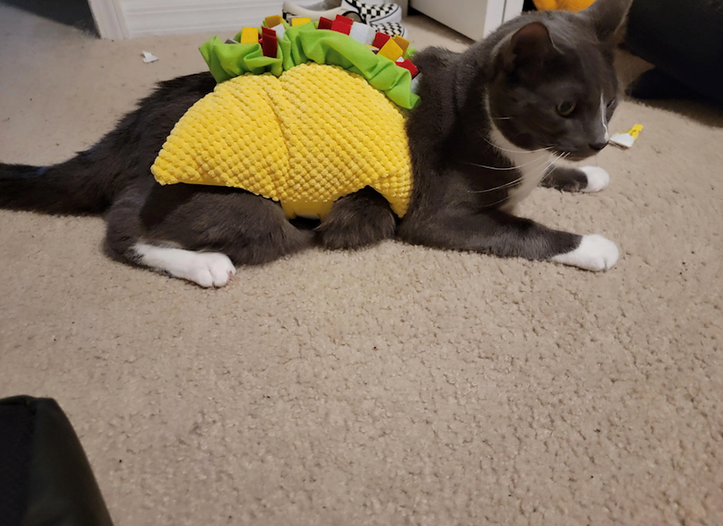 Cheezburger Image 10673805824