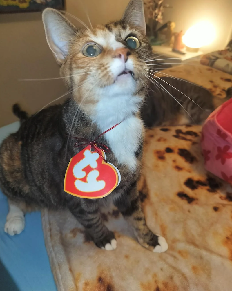 Cheezburger Image 10673808128