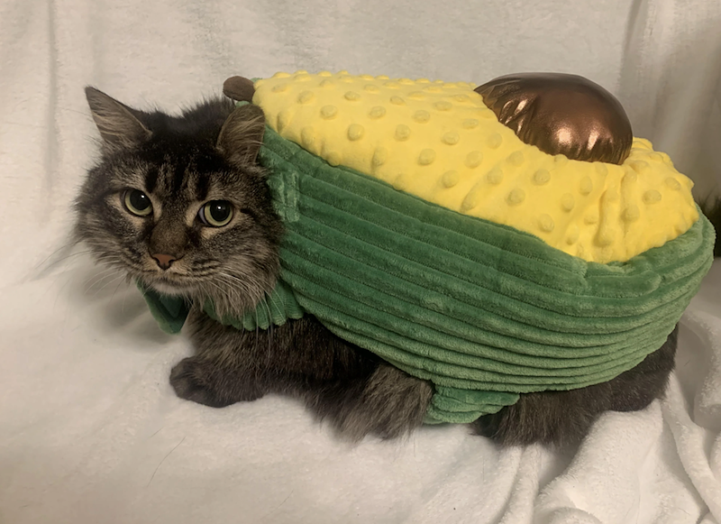 Cheezburger Image 10673808384