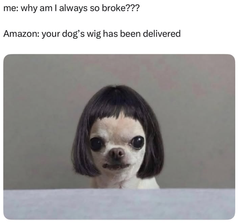 me: why am I always so broke??? Amazon: your dog's wig has been delivered