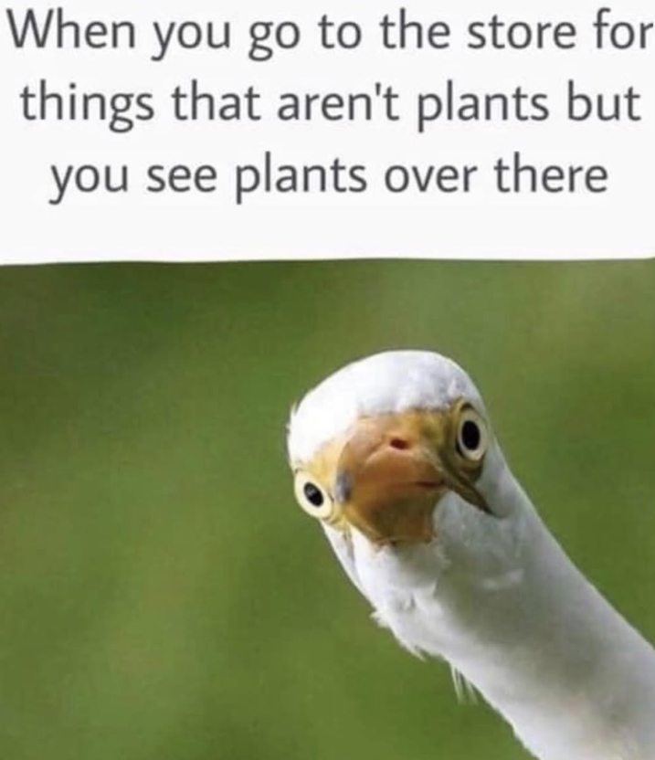 When you go to the store for things that aren't plants but you see plants over there