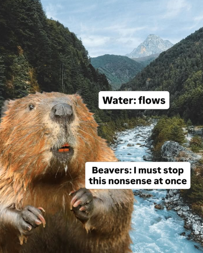 Water: flows Beavers: I must stop this nonsense at once