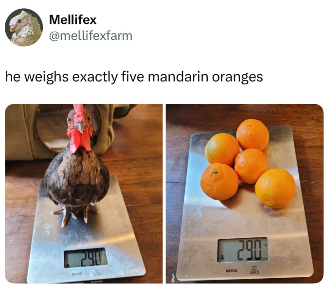 Mellifex @mellifexfarm he weighs exactly five mandarin oranges 290 MODE 240 MODE ZERO