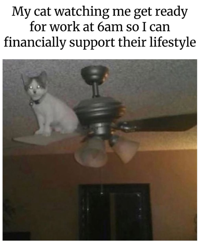My cat watching me get ready for work at 6am so I can financially support their lifestyle